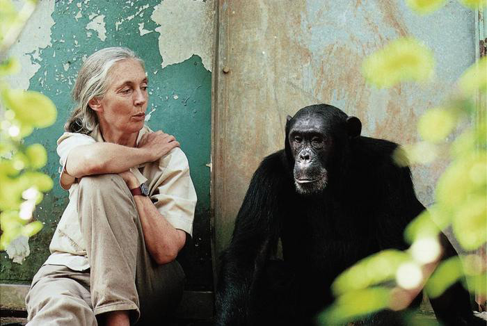 This image has an empty alt attribute; its file name is jane-goodall-with-chimp-freud-2.jpg